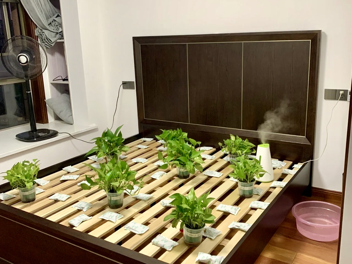 活性炭绿植除甲醛